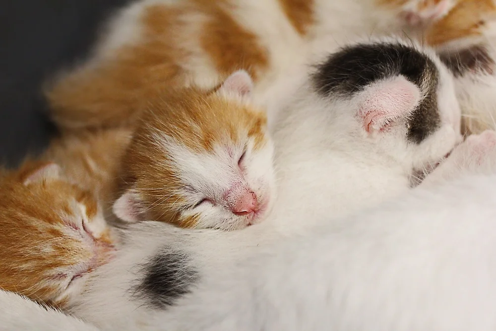 puppy-kitten-wellness-care-