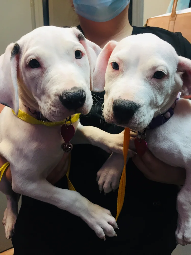 puppy-kitten-wellness-care-