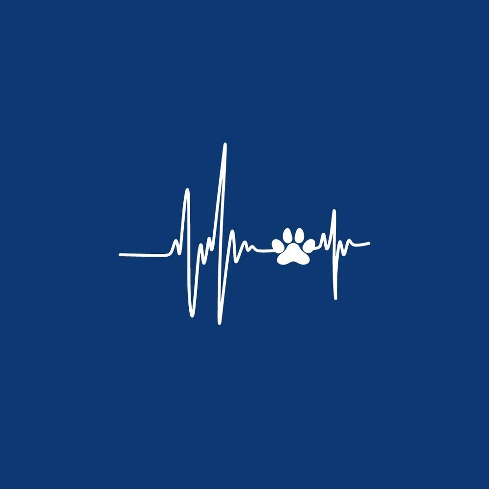 Cardiology | Echocardiogram