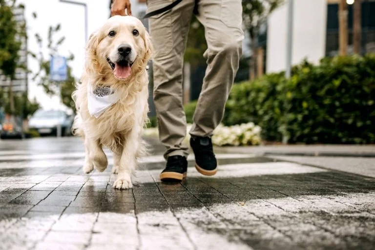 Walk Your Pet Month