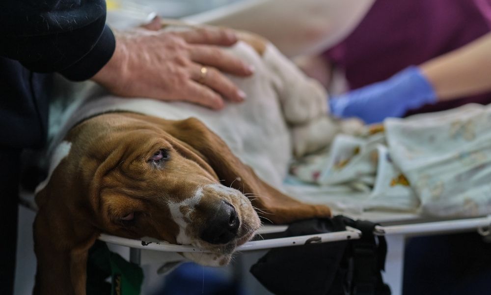 pet-emergency-preparedness-guide