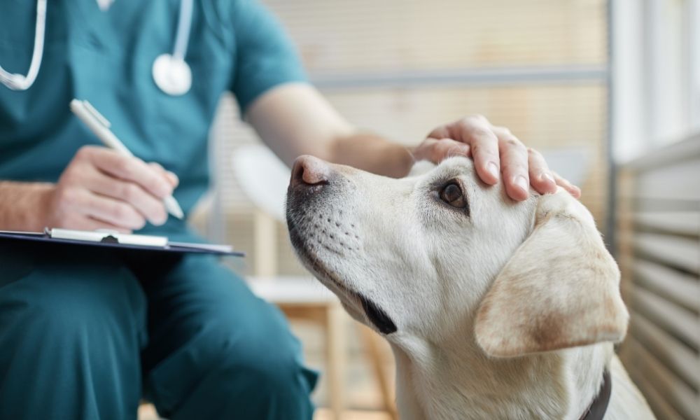 pet-urgent-care-checklist