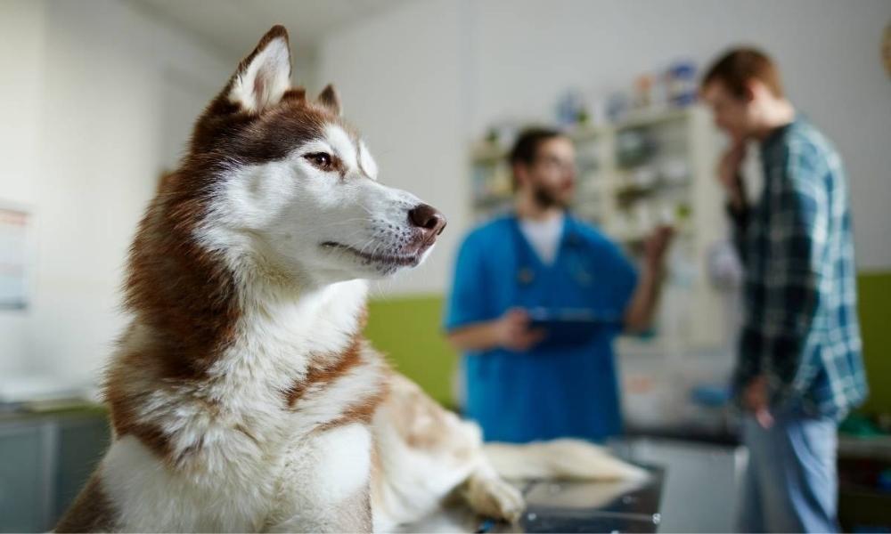 pet-urgent-care-signs-emergency-decisions